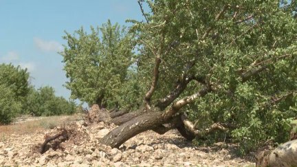 La intensidad alcanzada por el viento ha causado importantes daños en los campos de Gurrea de Gállego. / Aragón TV