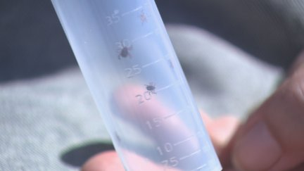 La iniciativa incluye la colocación de trampas para insectos. / Aragón TV