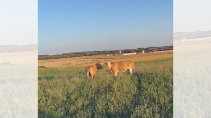 Las dos vacas han sido vistas en campos cercanos a Aguas e Ibieca. / Aragón TV