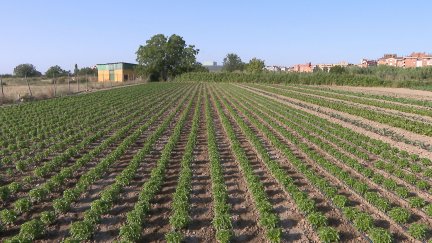 Una plantación de albahaca en Huesca. / Aragón TV