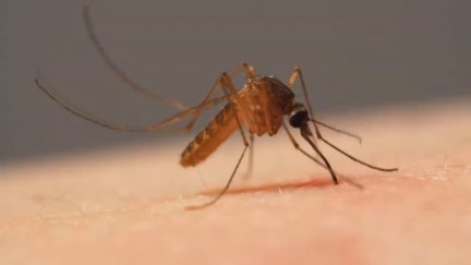 La infección la contraen primero las aves silvestres y migratorias y después se contagia a humanos y caballos. / Aragón TV