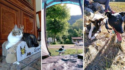 La gata Suky, y los perros Lia y Tino. / S. Villa, T. Pérez.