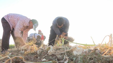 Agricultores recogiendo cebolla de Fuentes de Ebro. / Aragón TV