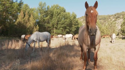 Los caballos ayudan en el cuidado del monte al desbrozarlo de maleza. / Aragón TV