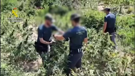 Agentes de la Guardia Civil en una de las macroplantaciones. / Guardia Civil