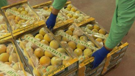 Melocotones La Calandina. / Aragón TV