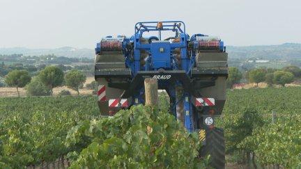 Vendimiadora recogiendo uva en los campos del Somontano. / Aragón TV