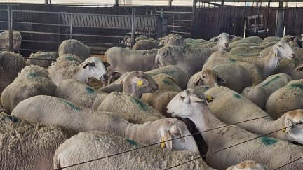 La enfermedad de la lengua azul afecta al ganado, pero no a los humanos. / Europa Press