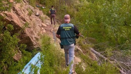 Los agentes incautaron 1.630 plantas y detuvieron a un hombre de 44 años./ Aragón TV