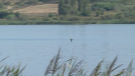 El avetoro común, nombrado 'Ave del Año', es la especie más emblemática de la laguna de Sariñena. / Aragón TV