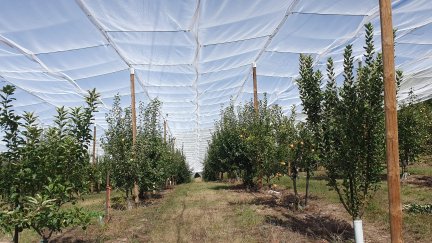 Los frutales, protagonistas de la jornada en la Finca Experimental de Bescós. / DGA