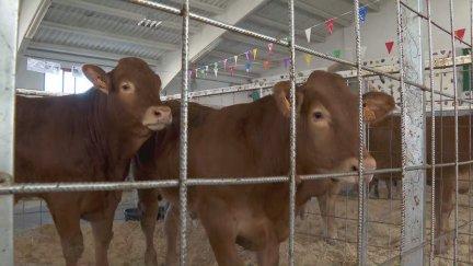 Con más de cien años de historia, la feria ganadera de Cantavieja es todo un referente en el sector. / Aragón TV