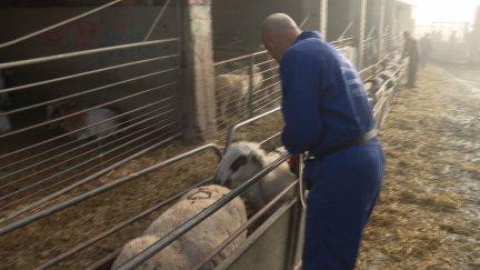 Uno de los veterinarios pone las vacunas a las ovejas. / Aragón TV