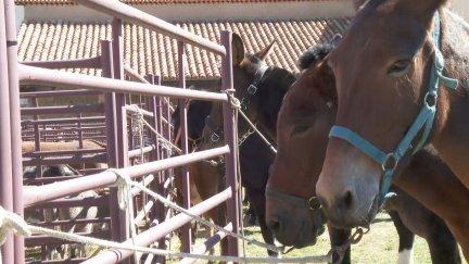 Los caballos y mulos son dos de los grandes protagonistas en Orihuela de Tremedal. / Aragón Tv