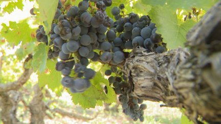 Viñas viejas recuperadas en Fuendejalón (Zaragoza). / Aragón TV