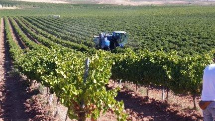 Una de las vendimiadoras en un campo de viñas. / E.S.