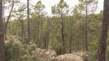 Bosques turolenses. / Aragón TV