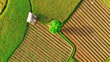 Imagen de una parcela tomada desde un dron. / CANVA