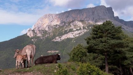 Vacas de ganadería extensible en una zona del Pirineo aragonés. / Aragón TV