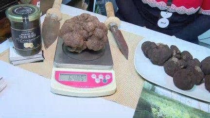 La trufa negra es uno de los ingredientes más cotizados de la gastronomía mundial. / Aragón Tv