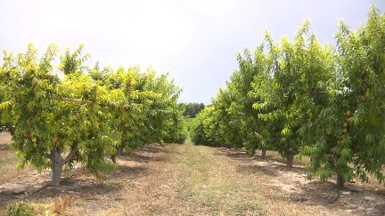 Los grandes terrenos para frutales son los más apreciados por los fondos de inversión. / Aragón Tv
