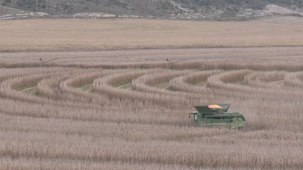 Aragón ha cosechado este año 1.800.000 toneladas de cereal, seis más que el año pasado. / Aragón TV