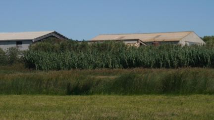 Campos de arroz./ Europa Press. Comarca de los Monegros