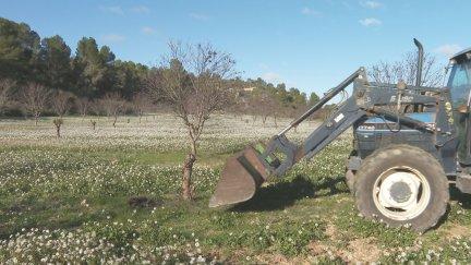 Los agricultores arrancan los almendros secos en Valdealgorfa. / Aragón TV