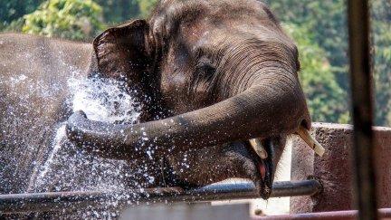 La turista se encontraba bañando al elefante cuando pasó por delante del animal y este le clavó un colmillo. / Pixabay