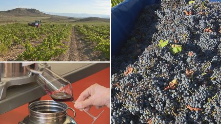 Zaragoza acogerá en junio el Festival Internacional de la Garnacha. / Aragón TV