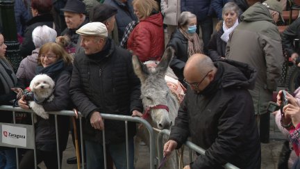 La burra Chenoa esperando a la puerta de la iglesia de San Antón. / Aragón Tv