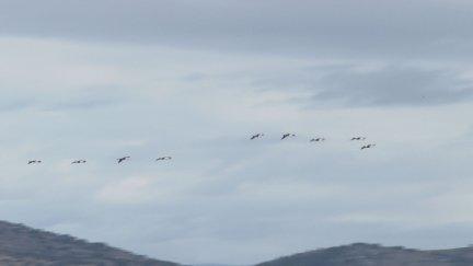 Las grullas se detienen en Gallocanta de camino al norte de Europa. / Aragón Tv