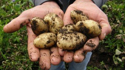 Cosecha de patatas. / Pixabay.