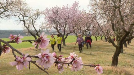Ruta de de los almendros de Ayerbe (Huesca)./ Aragón TV