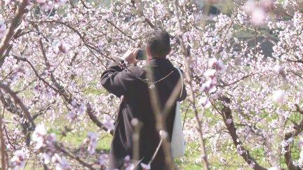 Un visitante fotografía la floración de los melocotoneros de Calanda. / Aragón TV