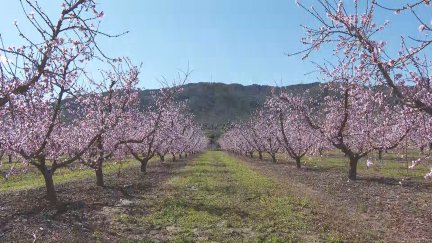 Melocotoneros en Calanda en plena floración. / Aragón TV