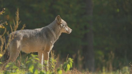 El Congreso ha eliminado la prohibición de cazar lobos al norte del río Duero. / Aragón TV