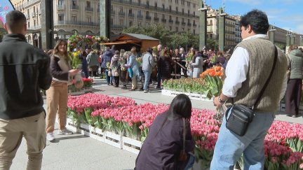 Jardín efímero en el mercado de tulipanes de la plaza del Pilar (Zaragoza)./ Aragón TV