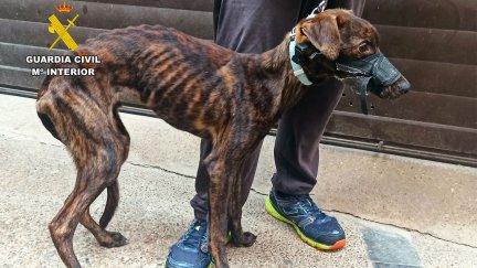 Imagen de uno de los perros que la pareja tenía en Tarazona. / Guardia Civil