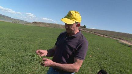 Un agricultor aragonés observa como el cultivo del cereal muestra un buen desarrollo. / Aragón TV