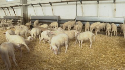 Ganadería ovina en Aragón./ Aragón TV
