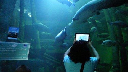 Una visitante fotografía las arapaimas del tanque central del Acuario.| Gobierno de Aragón