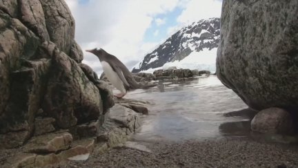 Desde 1970, se ha perdido el 73 % de la fauna silvestre global. / Aragón TV