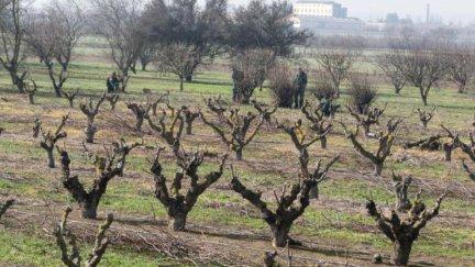 Aragón se queda fuera de las ayudas a la sequía. / Fabián Simón / DGA