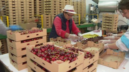 Aragón exportó el 38 % de las 25.000 toneladas recogidas el pasado año. / Aragón TV
