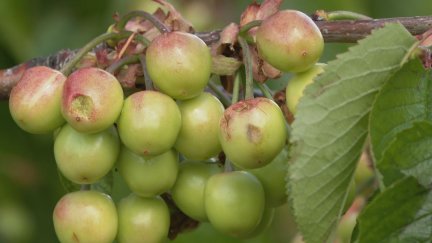 La cereza de Bolea verá reducida su producción este año por el granizo. / Aragón Tv