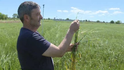 Los campos de cereal son los más afectados en las Cinco Villas. / Aragón TV