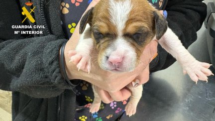 Uno de los cachorros abandonados. / Guardia Civil