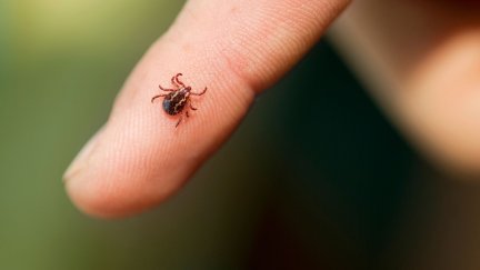 Una garrapata en el dedo de una persona. / Canva
