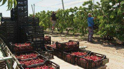 Recogida de cerezas en un campo aragonés./ Aragón TV